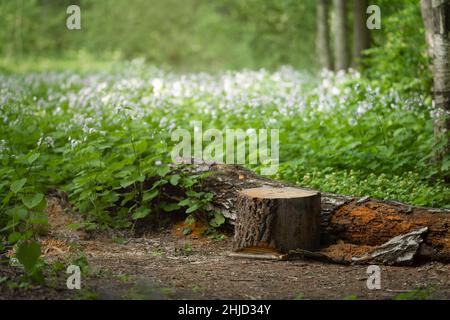 Stumpf mitten auf einer Sommerwiese Stockfoto