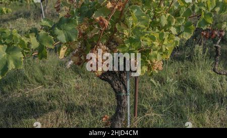 Weiße, vollreife Rebsorte auf einer Buschrebe im Sonnenschein des südlichen Rhone-Bezirks Stockfoto