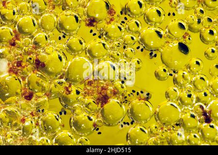 Ein Bubblenest von einem Betta Jagdfisch, der viele Baby Betta Jungfische enthält Stockfoto