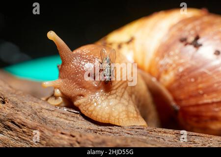 Eine afrikanische Landschnecke auf einem Stück braunem Treibholz Stockfoto