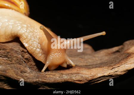 Eine afrikanische Landschnecke auf einem Stück braunem Treibholz Stockfoto