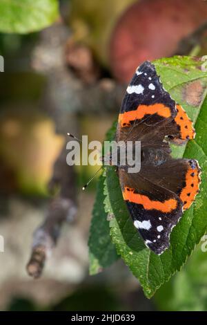 Makroaufnahme eines Schmetterlings eines roten Admirals (vanessa atalanta) auf dem Blatt eines Apfelbaums Stockfoto