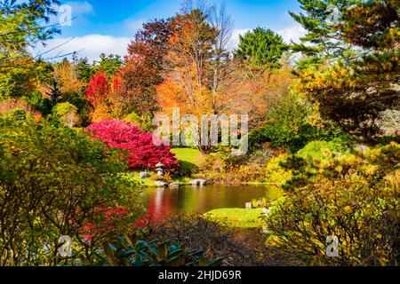 Die Asticou Azalea Gardens auf Mount Desert Island, Maine im Herbst Stockfoto