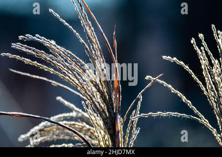 Gartenpflanze Zierschilf mit Frost bedeckt Stockfoto