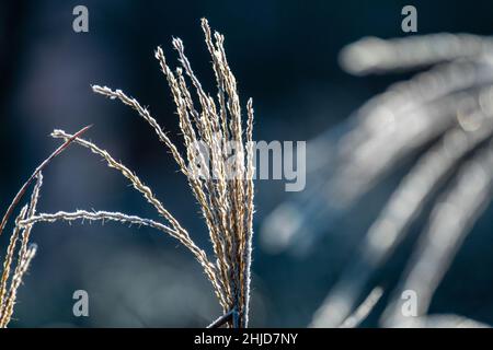 Gartenpflanze Zierschilf mit Frost bedeckt Stockfoto