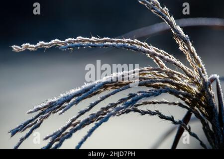 Gartenpflanze Zierschilf mit Frost bedeckt Stockfoto