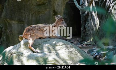 Bergziege auf Felsen Stockfoto