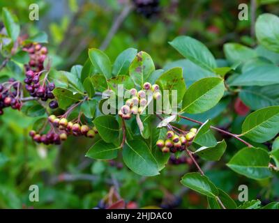 Die unreifen Beeren der Apfelbeere auf den Zweigen, im Sommer Stockfoto