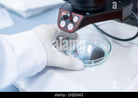 Wissenschaftler untersuchen Probe in Petrischale mit einem Mikroskop. Modernes biologisches Labor Stockfoto