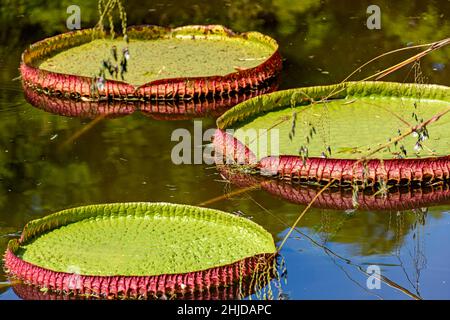 Wasserlilie typisch für den Amazonas mit seiner charakteristischen kreisförmigen Form, die auf dem ruhigen Wasser eines Sees schwimmt Stockfoto