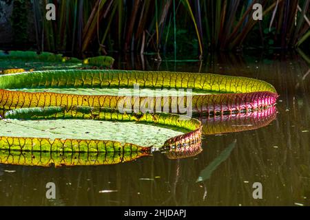 Wasserlilie typisch für den Amazonas mit seiner charakteristischen kreisförmigen Form, die auf dem ruhigen Wasser eines Sees schwimmt Stockfoto