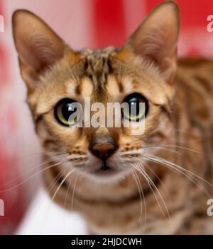 Porträt einer goldfarbenen bengalischen Katze aus der Nähe, Themenkatzen, Kätzchen und Katzen im Haus, Haustiere, ihre Fotos und ihr Leben Stockfoto