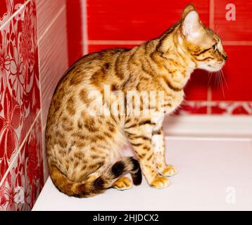 golden bengal Katze sitzen, Thema Katzen, Kätzchen und Katzen im Haus, schöne Haustiere ihre Fotos und ihr Leben Stockfoto