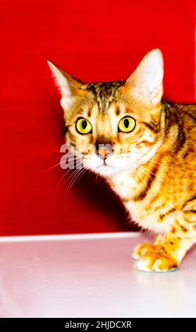 Porträt eines goldenen Bengalkatzengesichts, Leopardenfarbe, Themenkatzen, Kätzchen und Katzen im Haus, schöne Haustiere ihre Fotos und ihr Leben Stockfoto