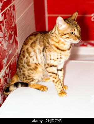 Sitzende Bengalkatze in Goldfarbe auf rotem Hintergrund, Leopardenfarbe, Thema Katzen, Kätzchen und Katzen im Haus, schöne Haustiere ihre Fotos und ihre Stockfoto