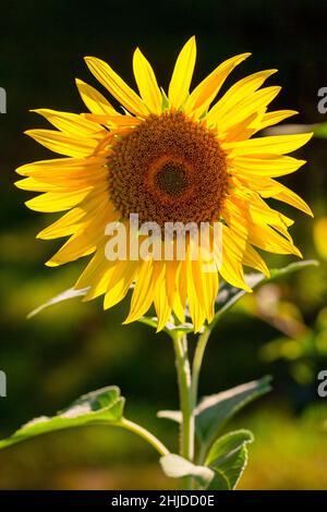 Sonnenblume in der Nahaufnahme auf einem unscharfen dunklen Hintergrund. Stockfoto