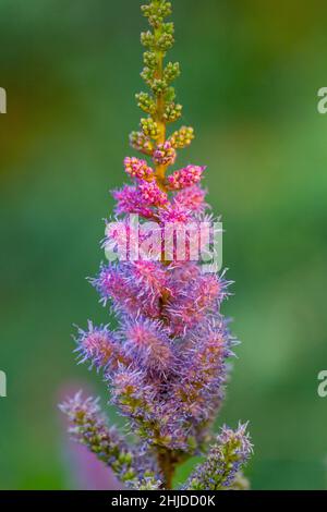 Chinesische Astilbe, lateinischer Name Astilbe chinensis, allgemein bekannt als falscher Ziegenbart. Blume auf unscharfem Hintergrund. Stockfoto