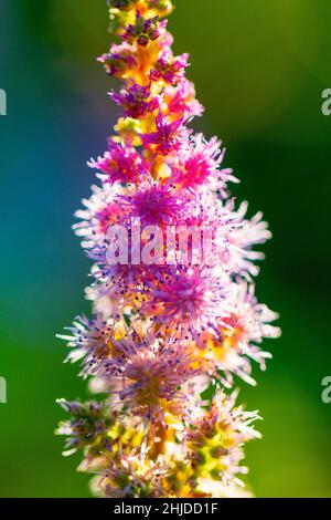 Chinesische Astilbe, lateinischer Name Astilbe chinensis, allgemein bekannt als falscher Ziegenbart. Blume auf unscharfem Hintergrund. Stockfoto