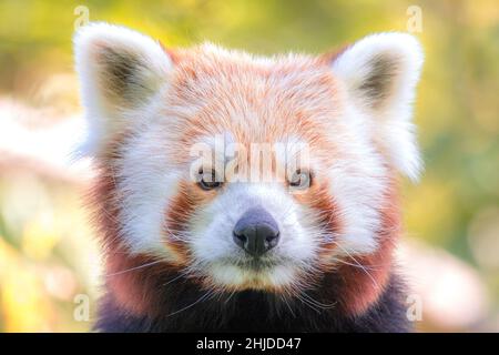 Porträt des roten Pandas im Detail mit Blick in die Kamera. Stockfoto