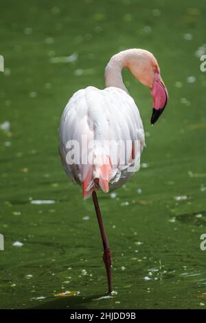 Flamingo chilenisch - Phoenicopterus chilensis, stehend in einem grünen Teich Stockfoto