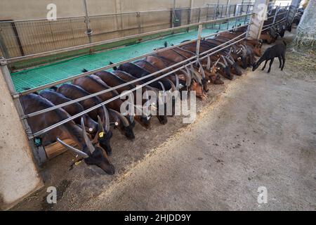 Schwarze und braune Ziegen auf dem Bauernhof, die Trockenfutter essen Stockfoto