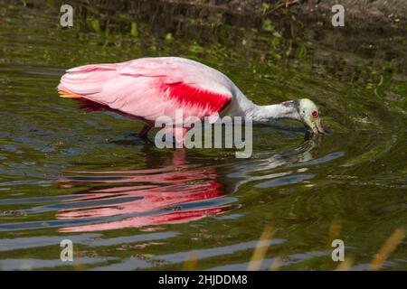 Roseate Spoonbill auf der Suche nach Essen. Stockfoto