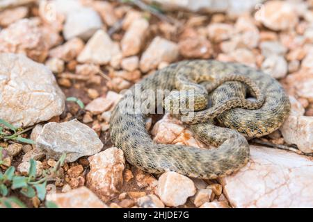 Würfelschlange (Natrix tessellata) semi-aquatische Schlange aus der Familie Natricidae. Stockfoto