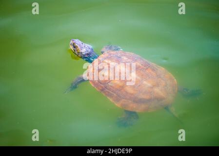 Die spanische Teichschildkröte (Mauremys leprosa) schwimmt auf der Wasseroberfläche. Stockfoto
