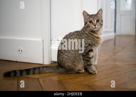 Tabby Kätzchen auf einem Holzparkett Stockfoto