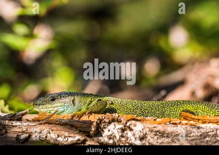 Die Westgrüne Eidechse (Lacerta bilineata) ist eine Eidechse der Familie Lacertidae. Stockfoto