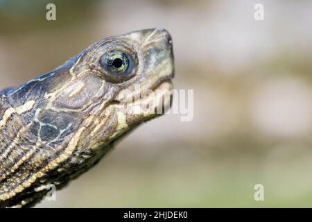 Balkan-Wasserschildkröte oder westliche Kaspische Wasserschildkröte (Mauremys rivulata). Stockfoto