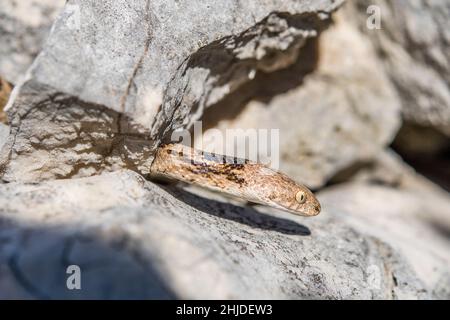 Europäische Katzenschlange (Telescopus fallax). Stockfoto