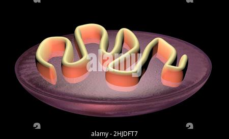 Zellteilung . Mitochondrien-Spaltung, DNA-Replikation. 3D Darstellung rendern Stockfoto