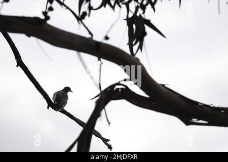 Eared Dove (Zenaida auriculata), konzeptuelles Bild einer Taube, die auf einem Stamm im Gegenlicht thront. Stockfoto