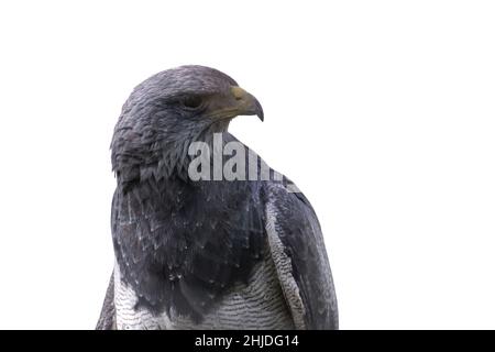 schwarzkastiger Bussard-Adler (Geranoaetus melanoleucus), hermoso retrato imponente del Águila Mora. Stockfoto