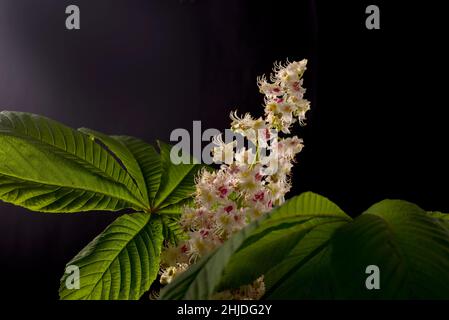 Studioaufnahme einer schönen Kastanienblume vor einem dunkelgrünen Hintergrund. Stockfoto
