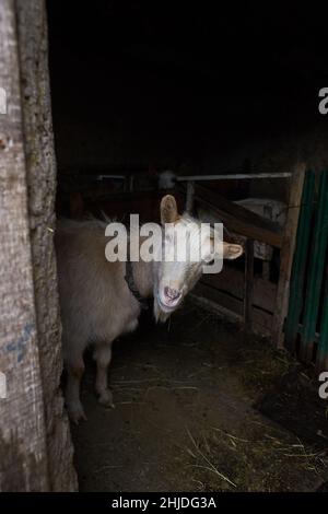 Weiße Ziege in der Nähe des Corral. Ziege auf dem Hof. Stockfoto