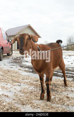 Weiße Ziege in der Nähe des Corral. Ziege auf dem Hof. Stockfoto