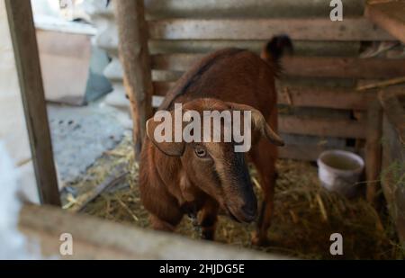 Weiße Ziege in der Nähe des Corral. Ziege auf dem Hof. Stockfoto