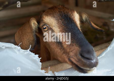 Weiße Ziege in der Nähe des Corral. Ziege auf dem Hof. Stockfoto