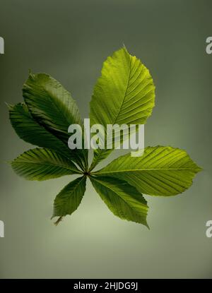 Studioaufnahme einer schönen Kastanienblume vor einem dunkelgrünen Hintergrund. Stockfoto