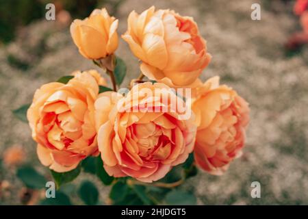 Nahaufnahme von fünf Blumen wunderbare orange gelb weiß englische Rose Austin Dame von shalott mit grünen Blättern verschwommen Hintergrund. Viele Blütenblätter klo Stockfoto