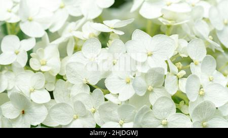 Weiße Hortensien Makrofotografie. Blütenstände von Bobo panicled Hortensien. Abstrakter weißer floraler Hintergrund in hoher Auflösung. Stockfoto