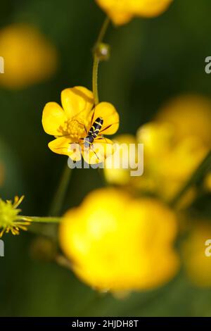 Der Longhorn-Käfer Clytus arietis sitzt auf einer gelben Blume Stockfoto