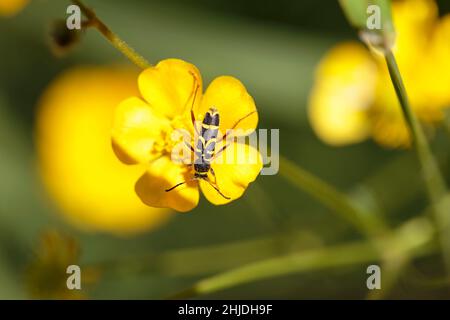 Der Longhorn-Käfer Clytus arietis sitzt auf einer gelben Blume Stockfoto