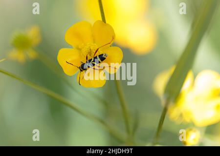 Der Longhorn-Käfer Clytus arietis sitzt auf einer gelben Blume Stockfoto