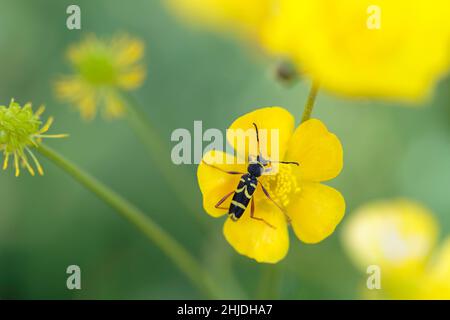 Der Longhorn-Käfer Clytus arietis sitzt auf einer gelben Blume Stockfoto