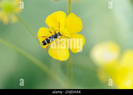 Der Longhorn-Käfer Clytus arietis sitzt auf einer gelben Blume Stockfoto