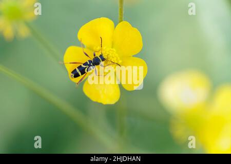 Der Longhorn-Käfer Clytus arietis sitzt auf einer gelben Blume Stockfoto