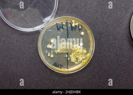 Agar-Platten Petrischalen mit Bakterien Sporenwachstum nach Großbritannien Sekundarschule Biologie Lektion untersucht Händewaschen. Stockfoto